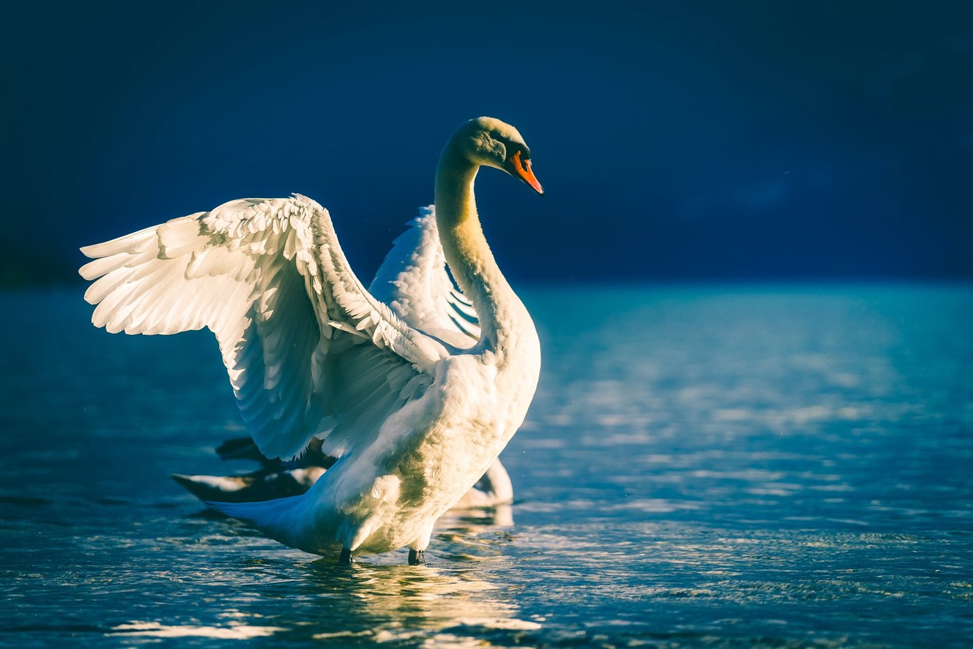 Swan at Sea