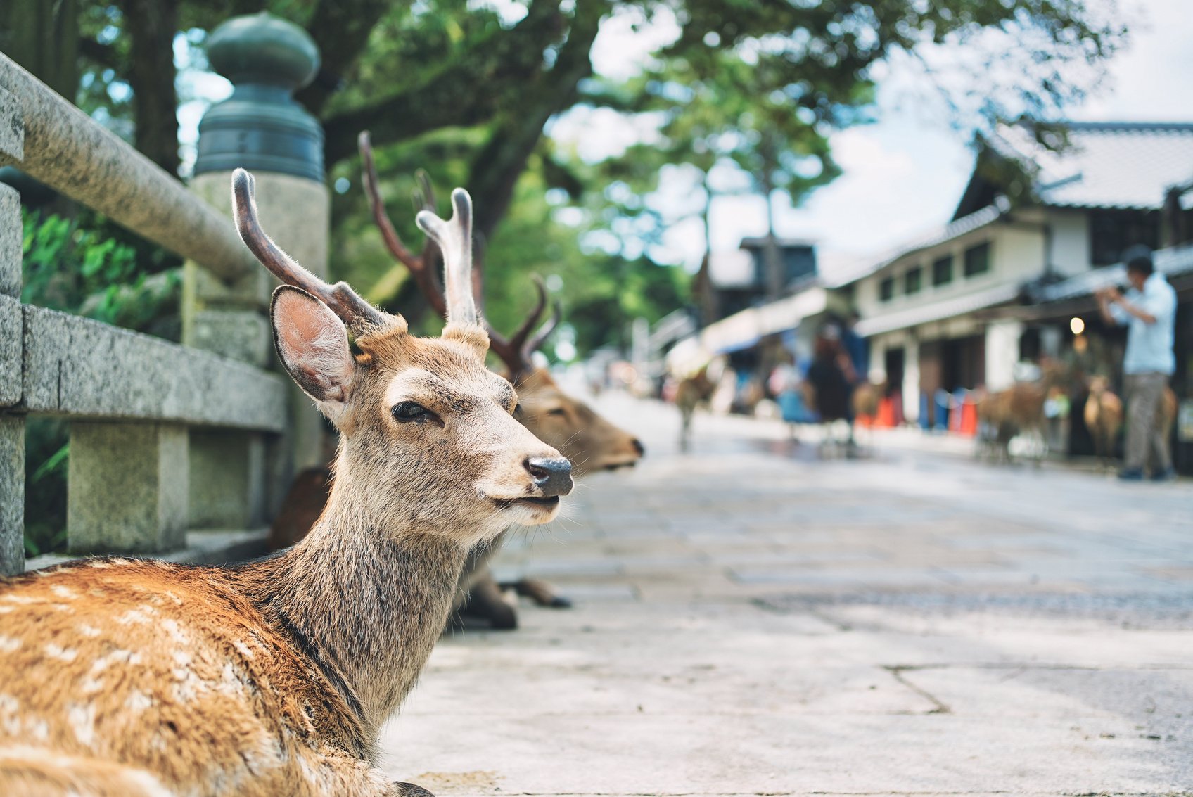 Deer and portraits in Nara Park